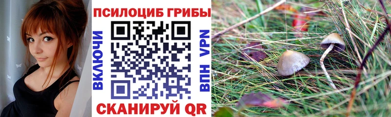 наркотики Серафимович Галлюциногенные грибы мицелий